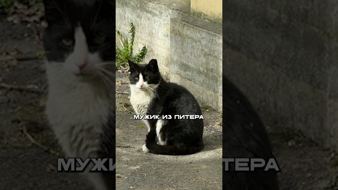 Пенсионер ОТОМСТИЛ за КОТА