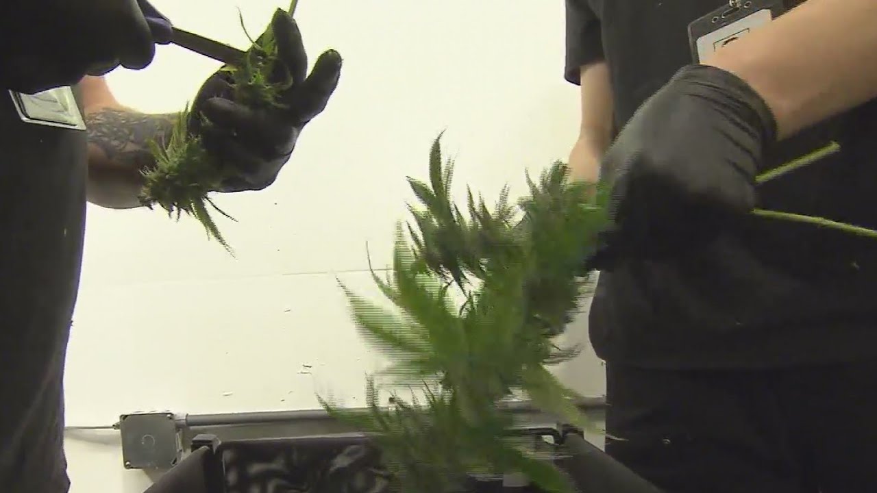 Debate over legal adult use cannabis in West Virginia