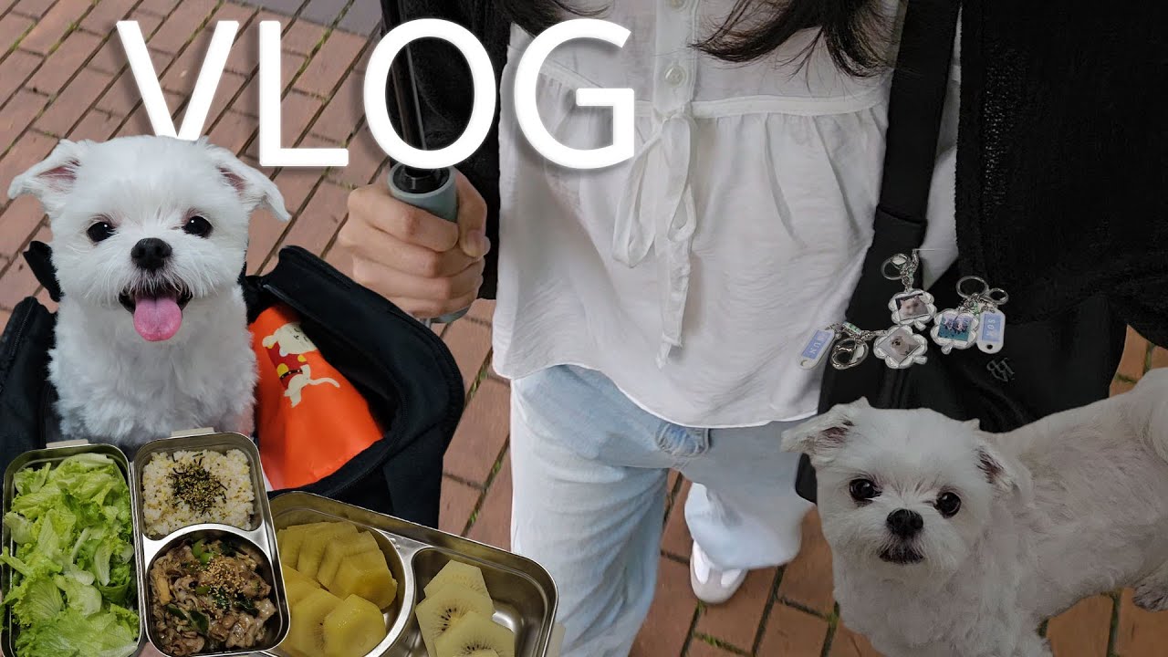 도시락 싸다가 사장님이랑 진대하러 갑자기 뛰쳐나감 VLOG