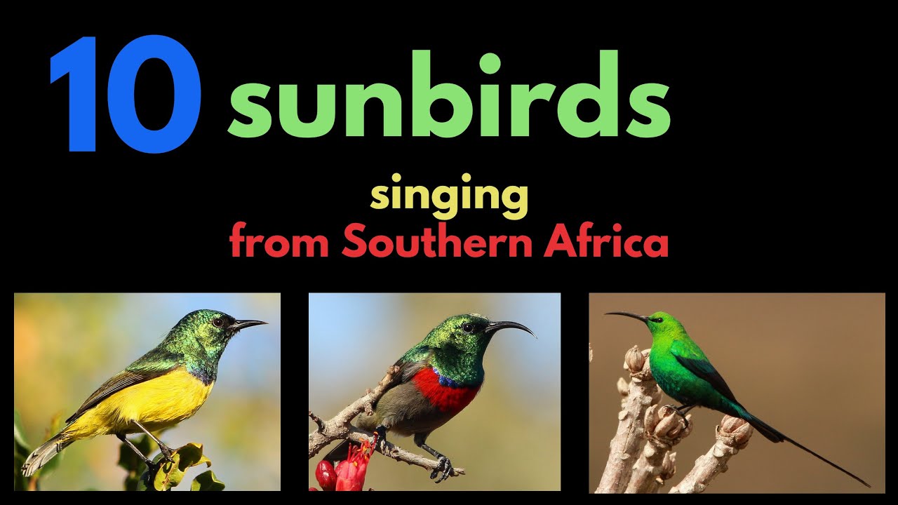 10 sunbirds singing from Southern Africa