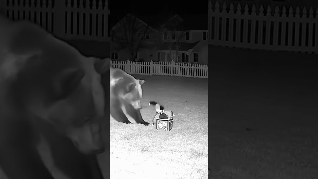 Bear was surprised at Halloween jack-in-the-box #dog #animals #halloween #shorts