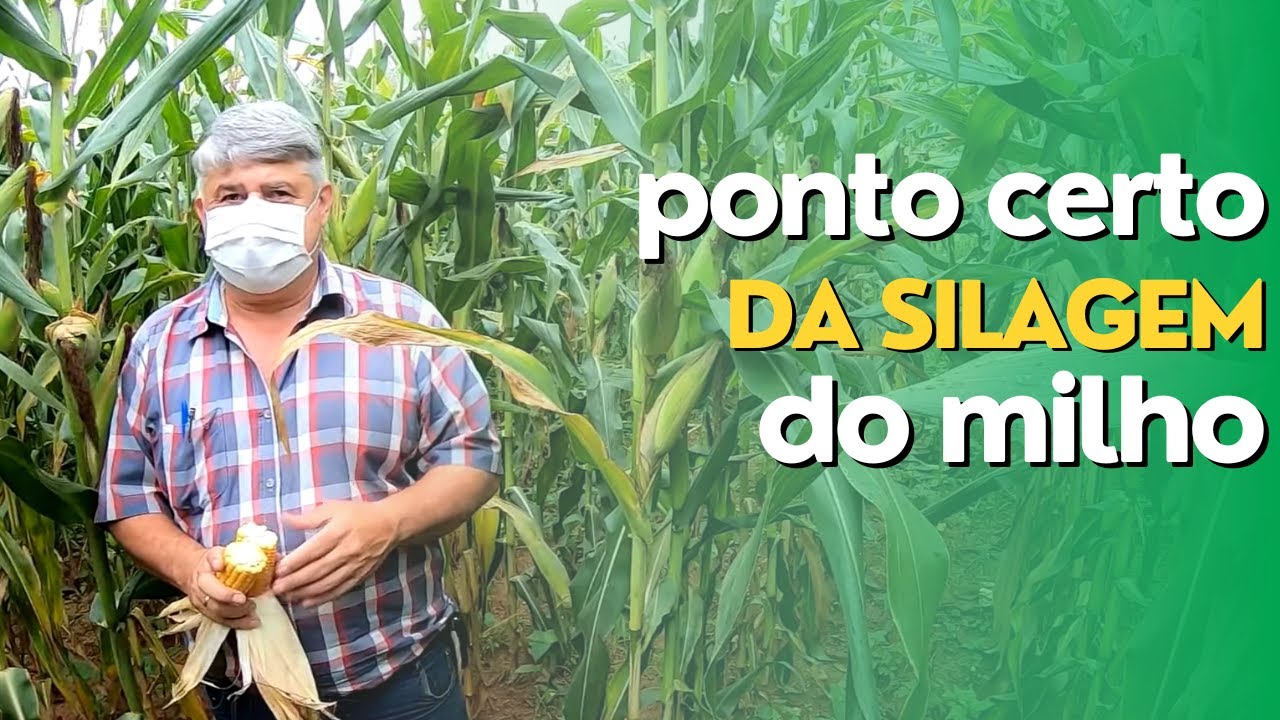 Qual o Ponto Ideal Para Fazer Silagem de Milho? Ep #010