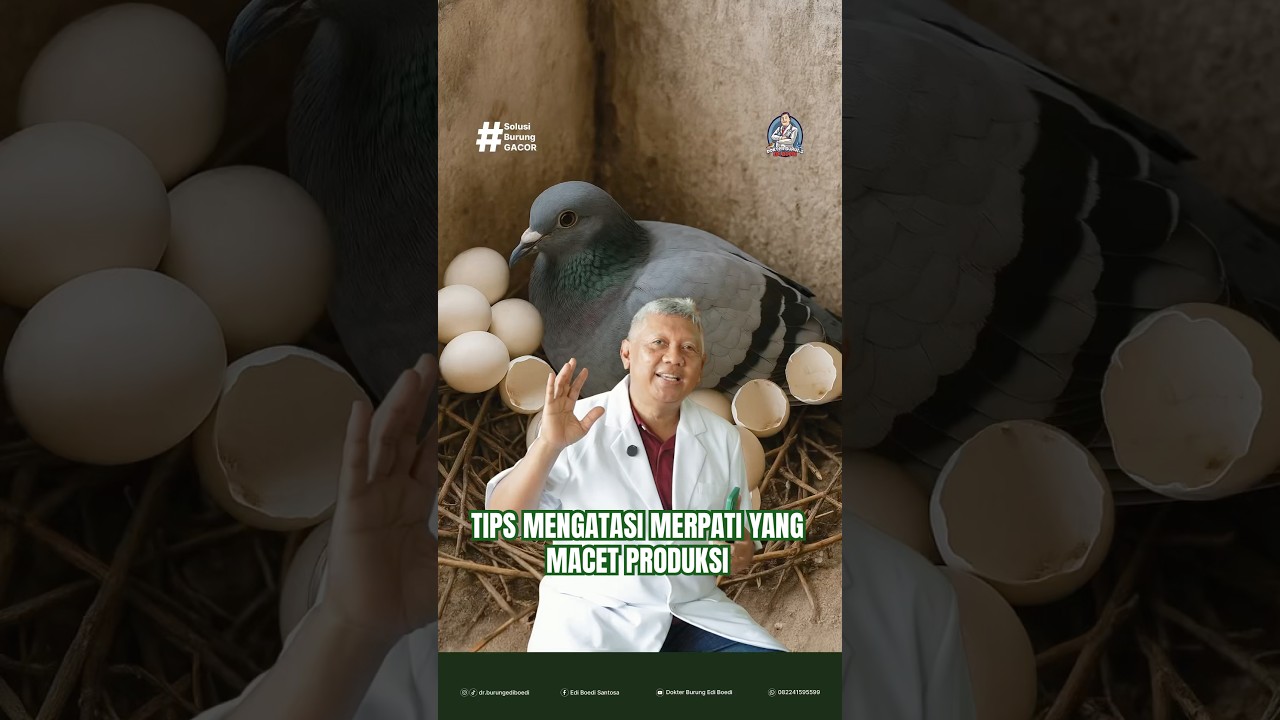 TIPS MENGATASI MERPATI YANG MACET PRODUKSI #dokterburung #merpati #tipsburung #ediboedisantosa