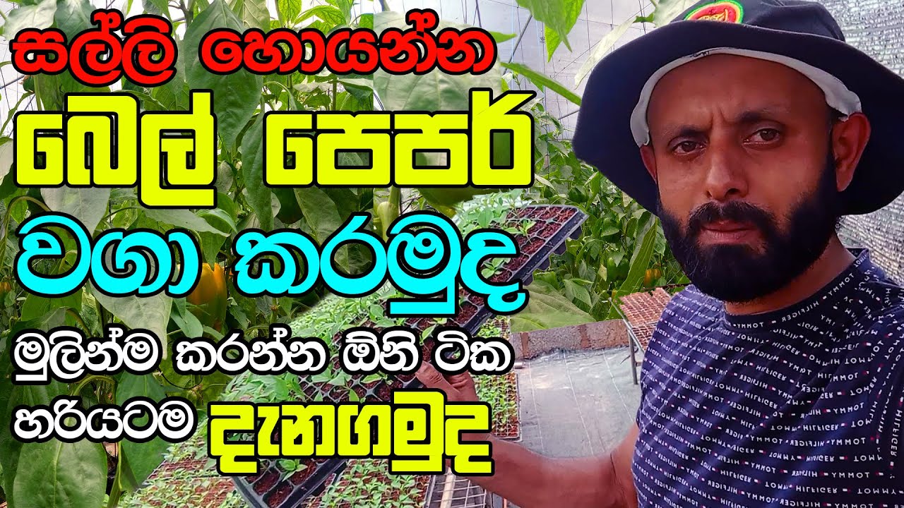සල්ලි හෙයාන්න පුලුවන් බෙල් පෙපර් වගාවේ මුලික වැඩ ටික | Bell Pepper Farming In Sri Lanka