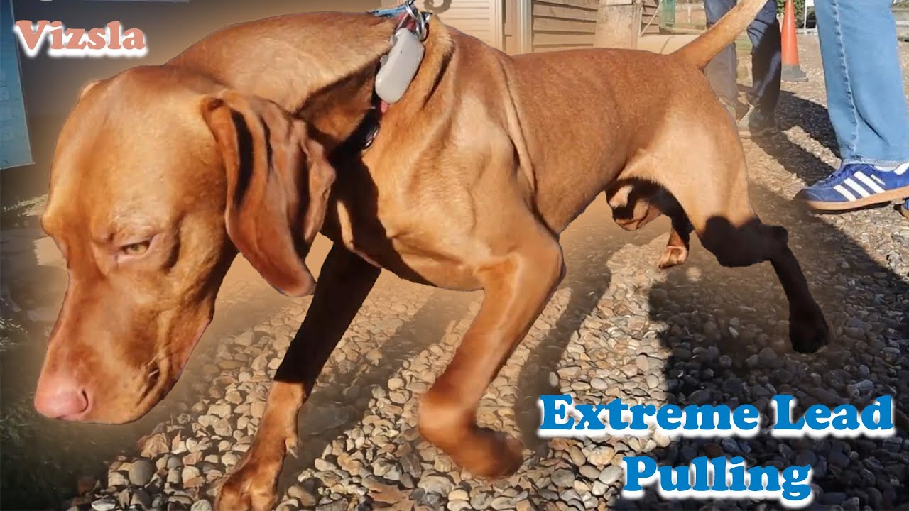 Extreme Lead Pulling Fixed In Seconds - Hungarian Vizsla