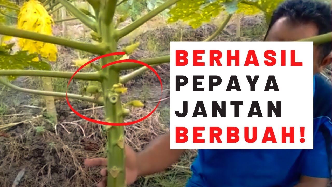 TERBUKTI PEPAYA JANTAN BERBUAH