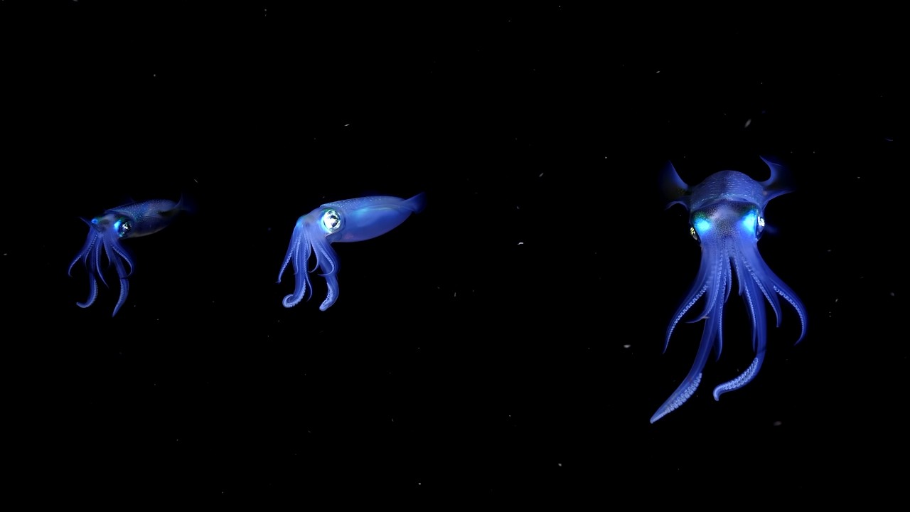 10 Hours Of Vibrant Coral Reef Organisms At Night 4K