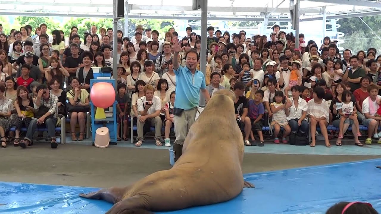 700kgのセイウチショー（鳥羽水族館）