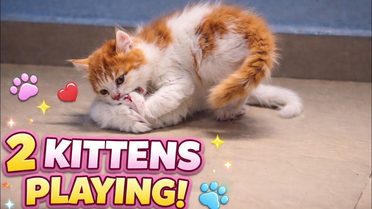 2 Cute Kittens Play Fighting 😻 | Cutest Cat Moment Ever!