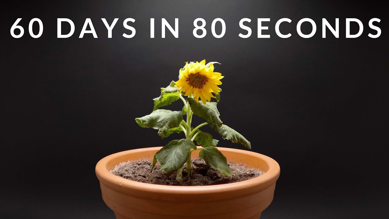 Growing DWARF SUNFLOWER Time-lapse