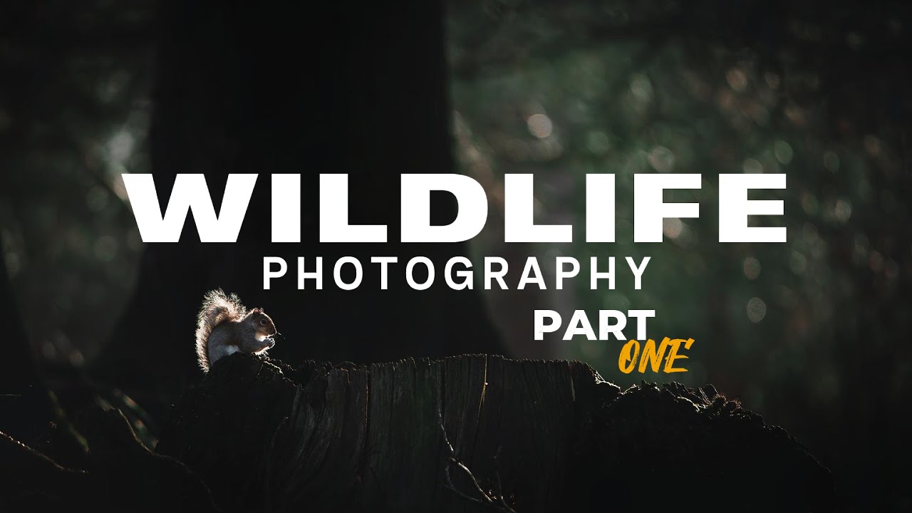 Can I Become a Professional Wildlife Photographer?
