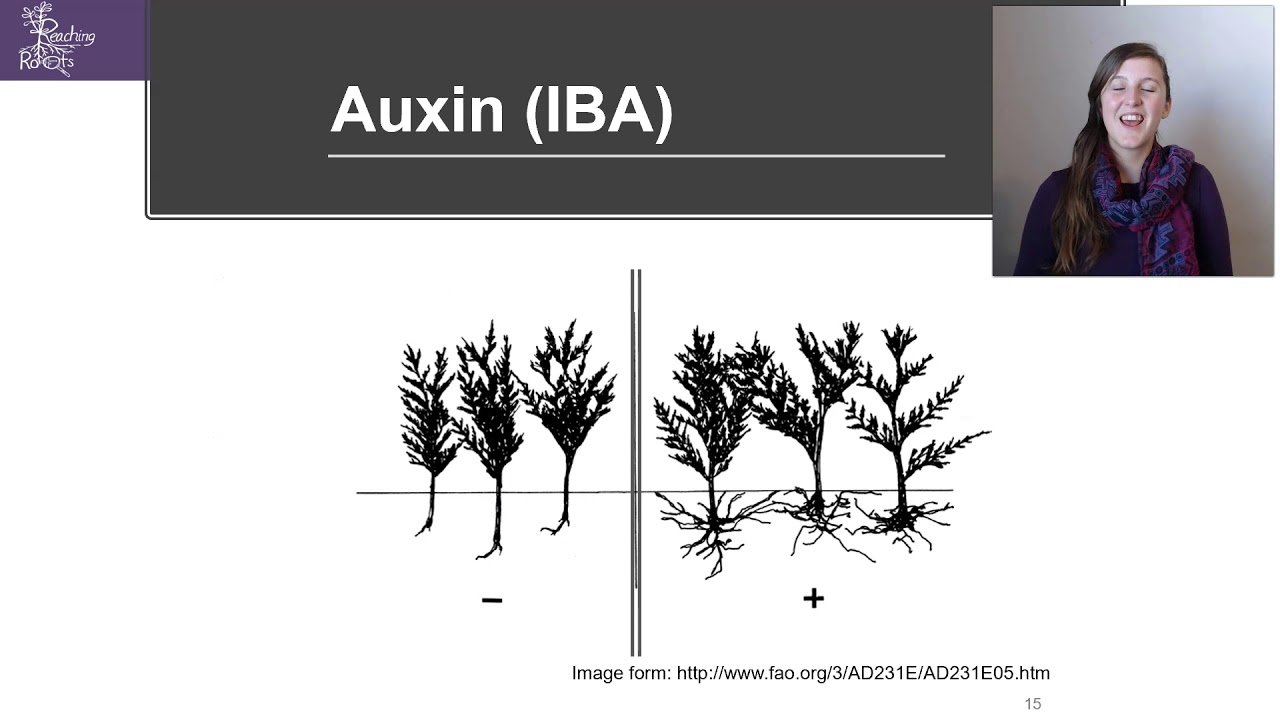 Plant Hormones