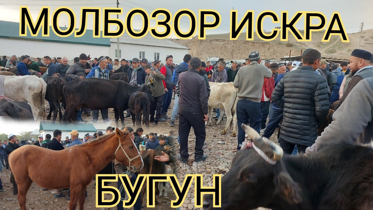 МОЛБОЗОР ИСКРА #ШАНБЕБОЗОР МАРХАМАТ КАТА МОЛАР НАРХИ НАВОСИ КАНДАЙ БУЛДИ ТЕЗДА КУРИНГ⬅️👍🤝