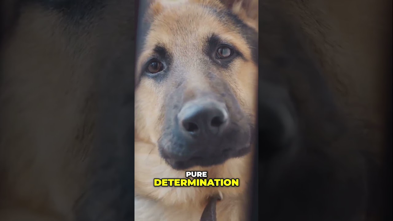 How Dogs Outsmart Us: Escaping Backyard Fences