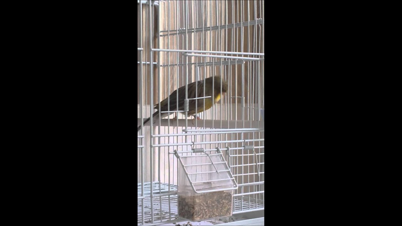 Crest canary...