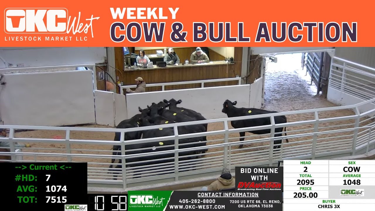 LIVE Cow & Bull Market in Oklahoma | OKC West Livestock Market | Real-Time Prices