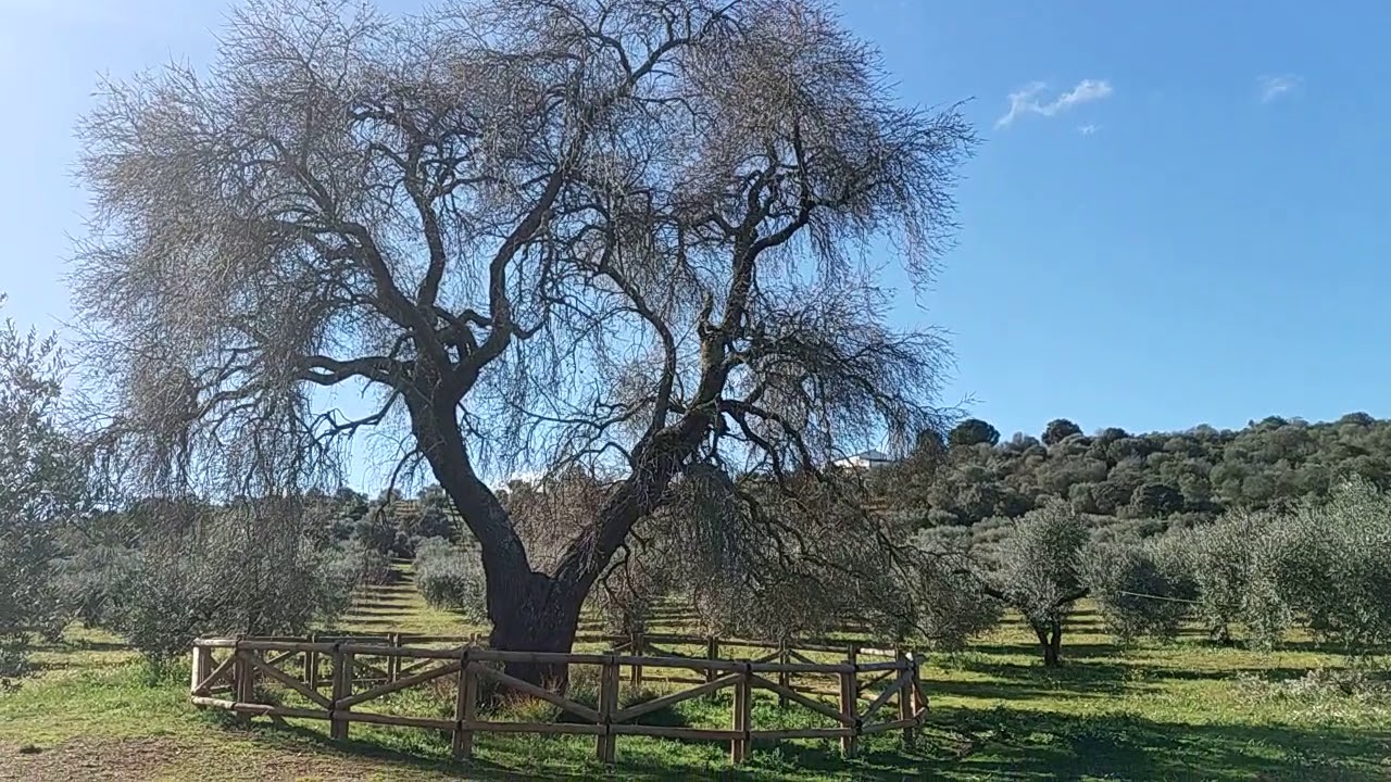 EL  ALMENDRO REAL, PATRIMONIO DE VALVERDE DE LEGANES-BADAJOZ-EXTREMADURA-ESPAÑA.