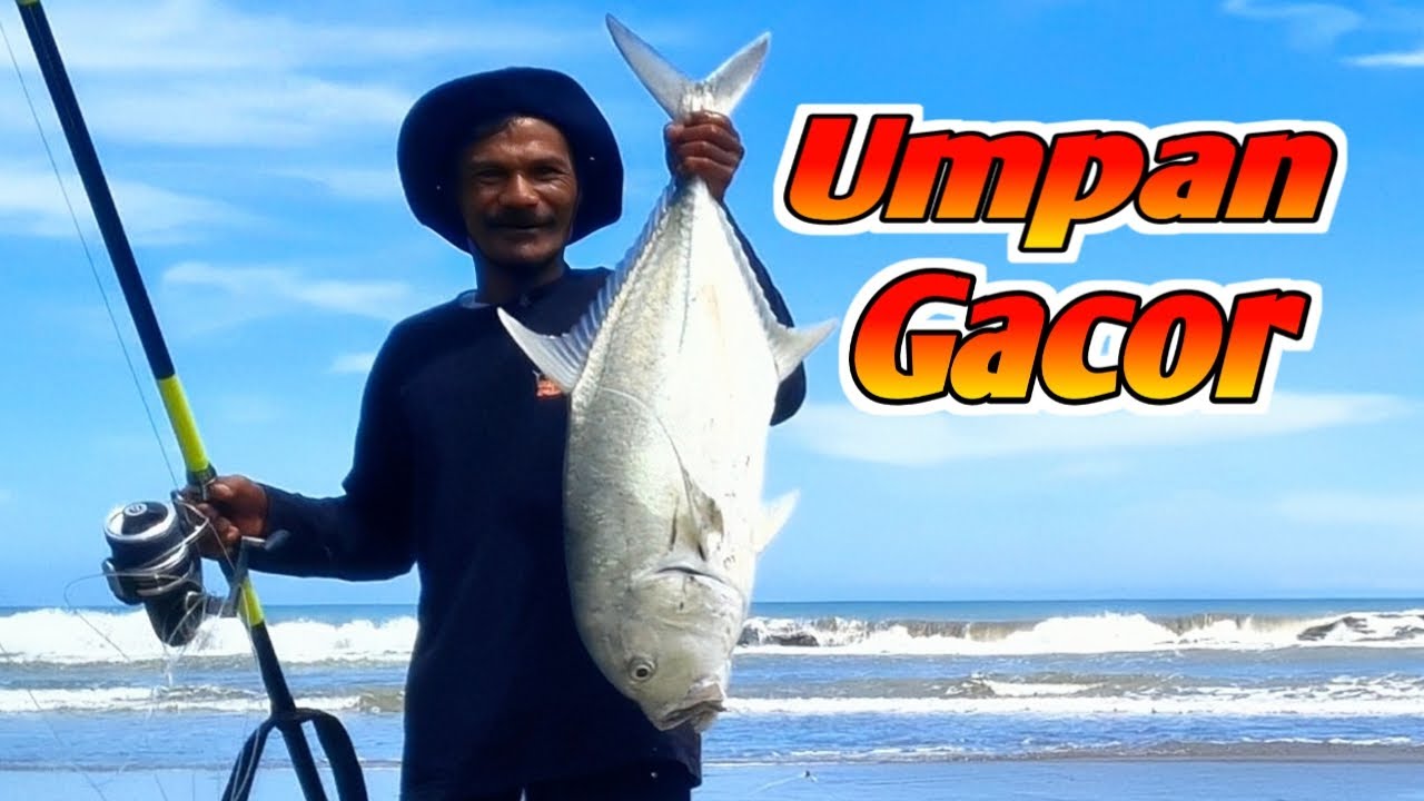 umpan jatuh langsung di sambar DRONE FISHING mancinh pasiran