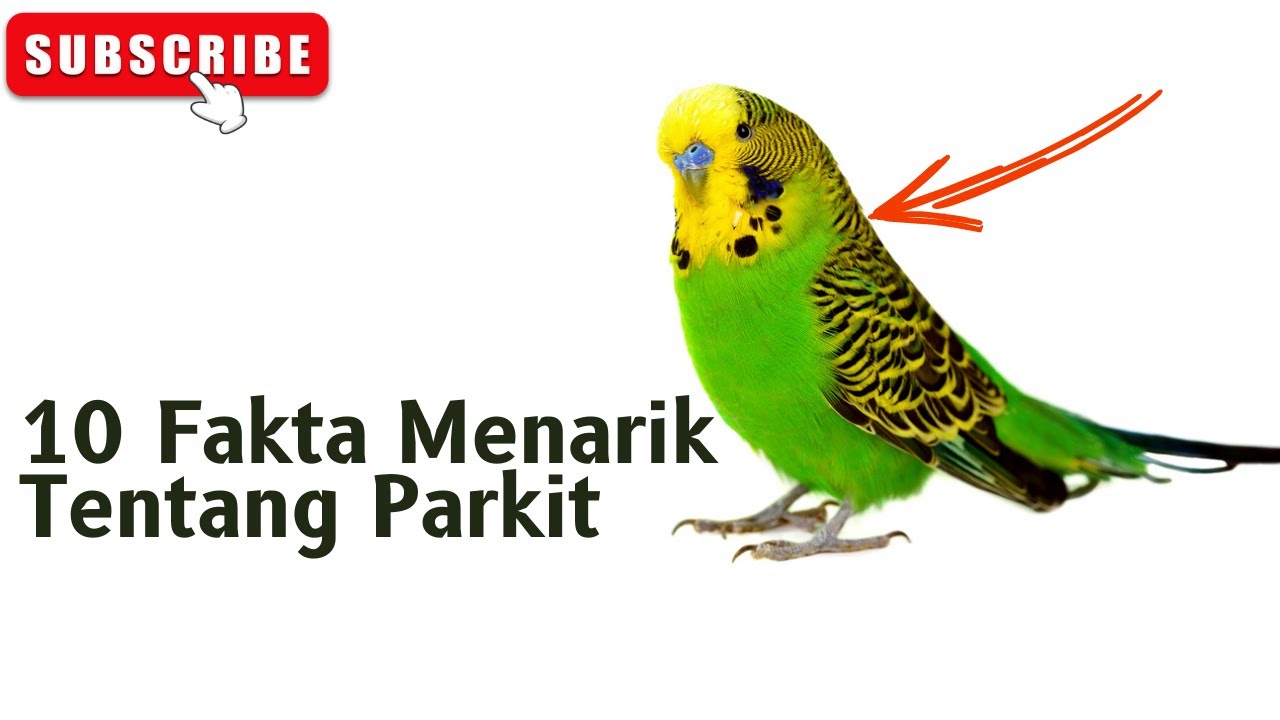 Keunikan Parkit yang Jarang Orang Paham | Ternyata ?