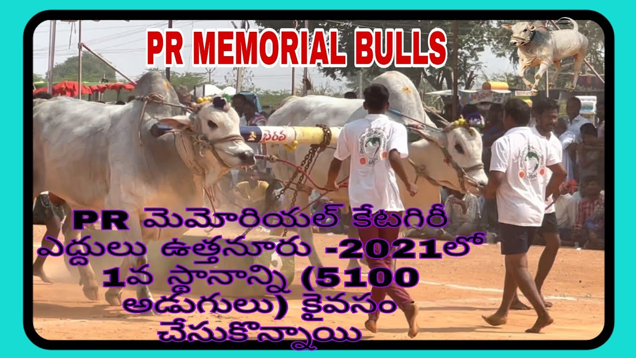PR MEMORIAL CATEGORY BULLS GOT 1st PLACE (5100 feets) at UTTANUR #2021