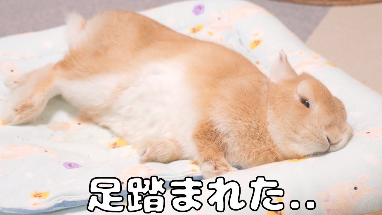 飼い主に足を踏まれたと勘違いしたウサギの様子をご覧ください【No.1049】