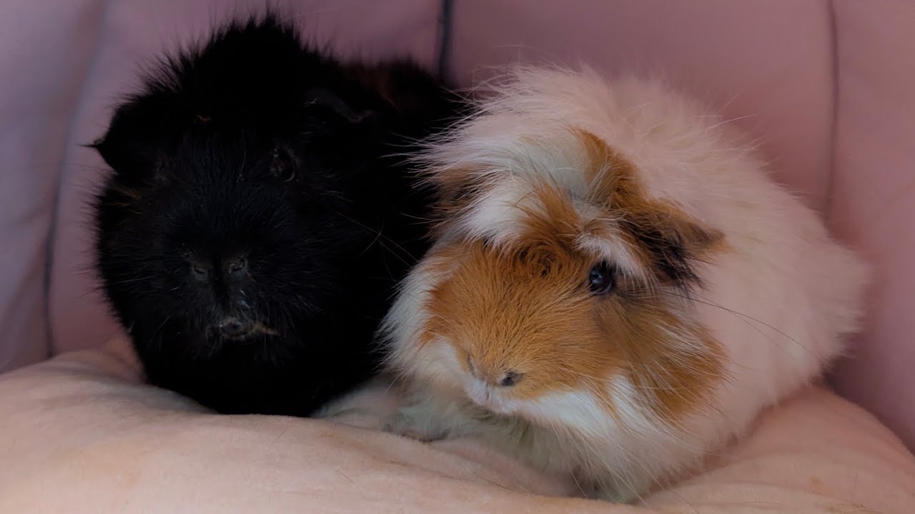 My  Guinea Pigs Are So Demanding Of Me