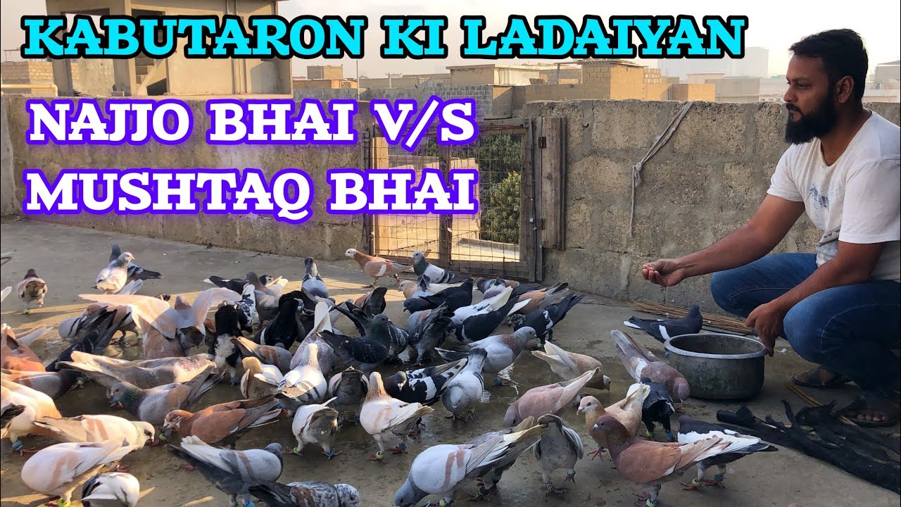 Najjo Bhai V/S  Mushtaq bhai | kabootar k shock | kach pare Gola Kabootar | kabutaron ki ladaiyan