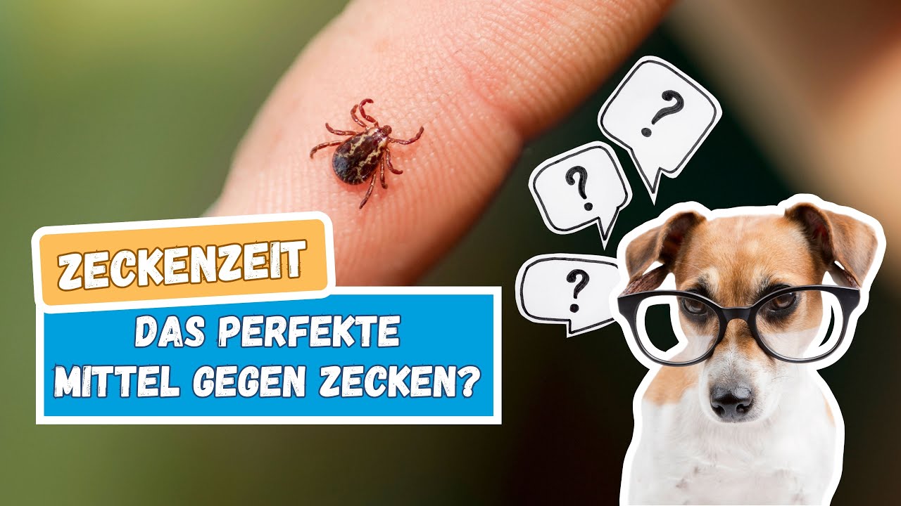 Das perfekte Mittel gegen Zecken? Der richtige Zeckenschutz für deinen Hund | BluePetTV