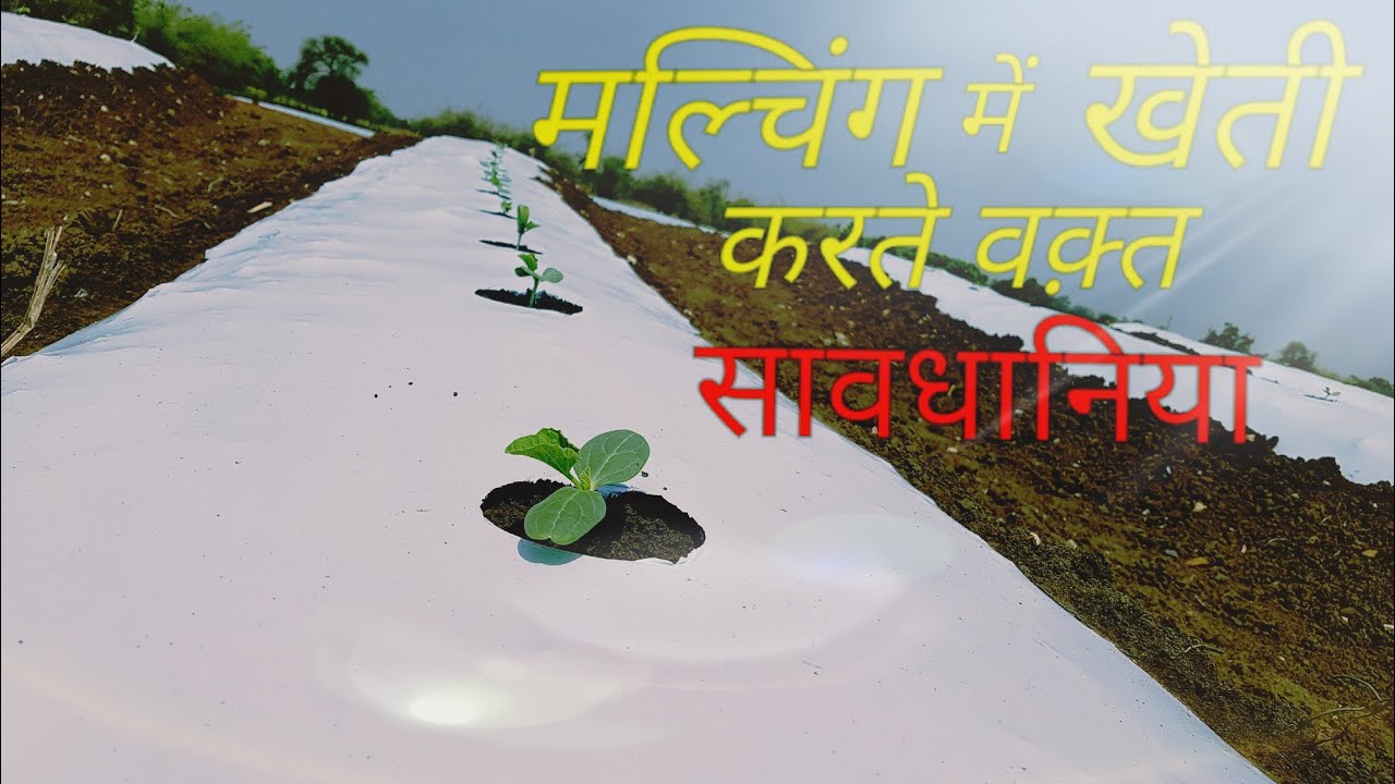 मल्चिंग मैं खेती करते वक़्त सावधानिया || precautions while growing crop in mulching( summer season)
