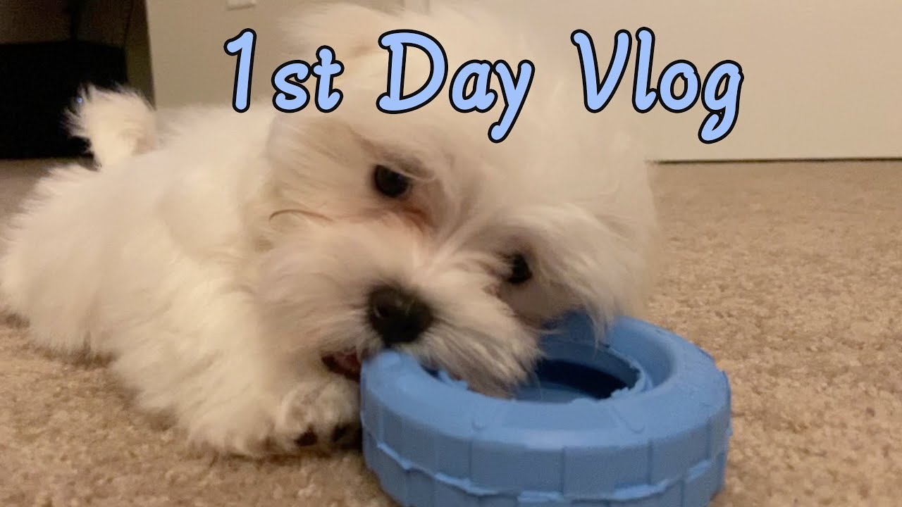 MALTESE PUPPY FIRST DAY AT HOME 🏠