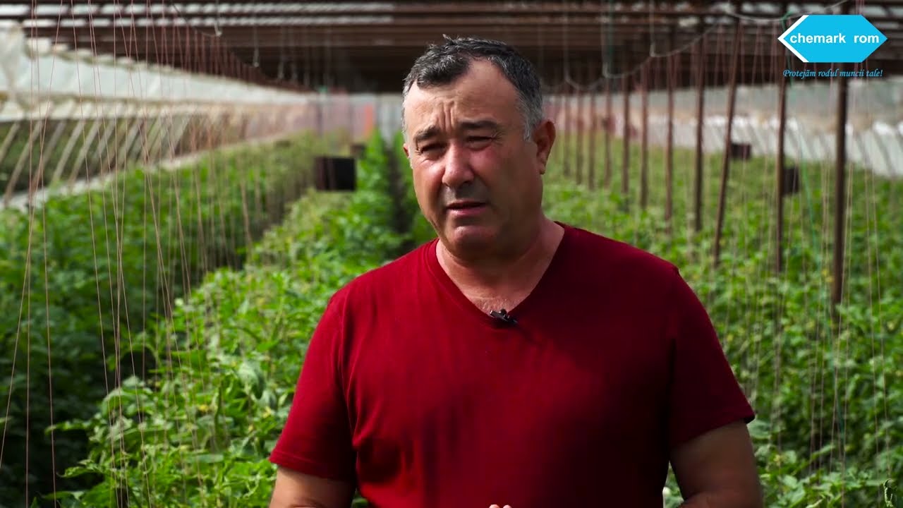 Nou în 2021: fungicidul Lieto aplicat la tomate pentru combaterea manei
