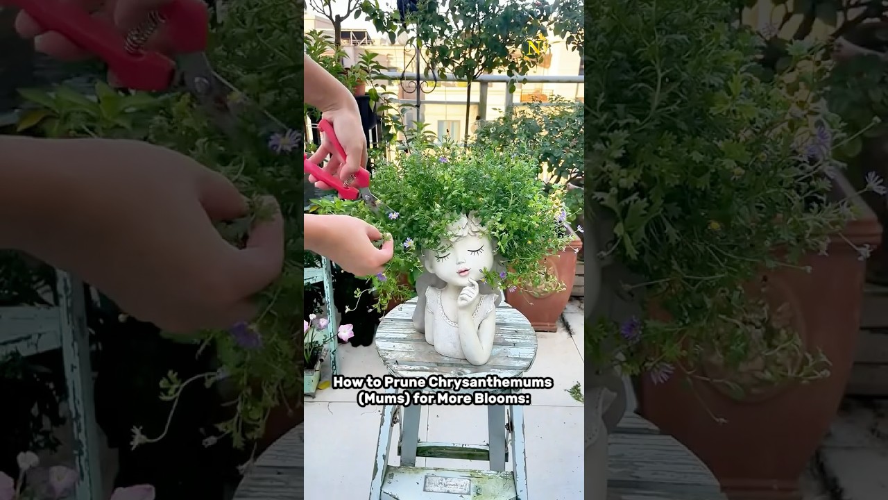 How to Prune Beautiful Chrysanthemums for More Blooms! | Easy Gardening Tips