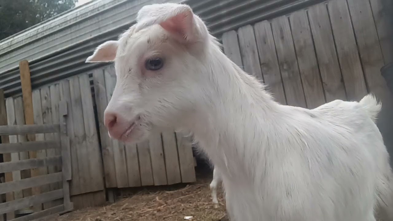 Baby goats!