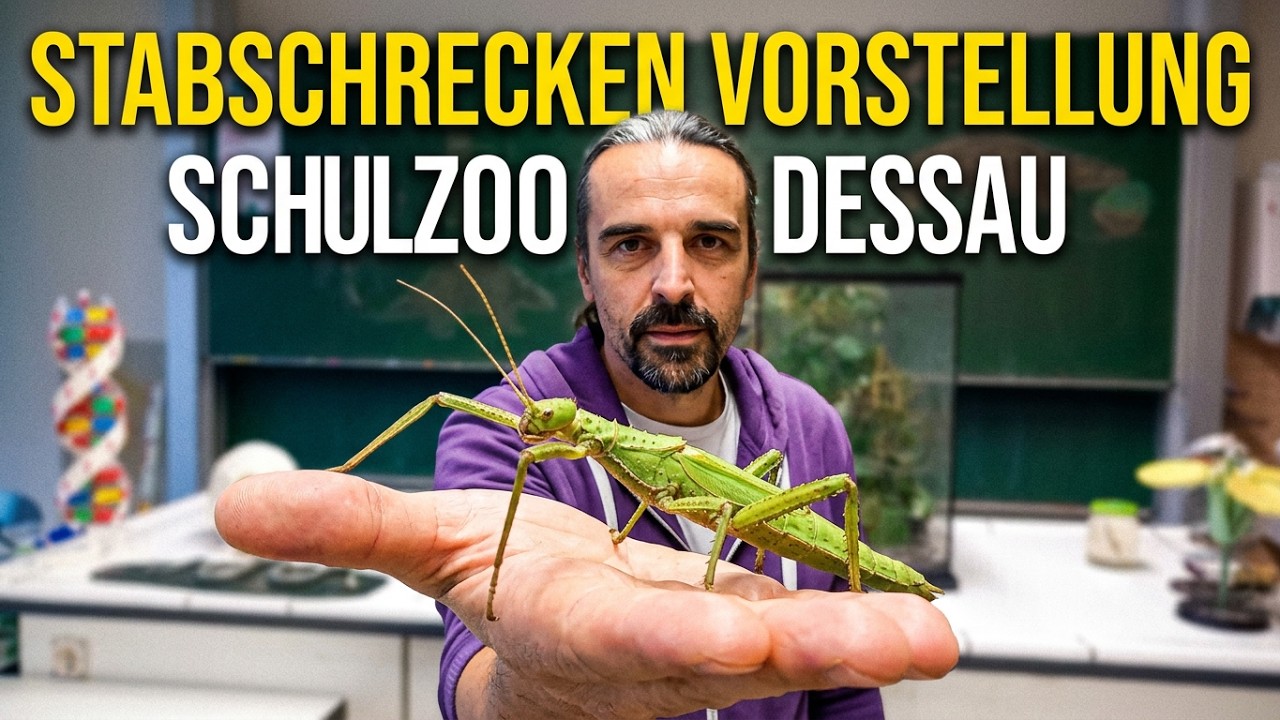Schulzoo Dessau - Kurzvorstellung Stabschrecken (Indische-, Annam- und Grüne Vietnam Stabschrecke)