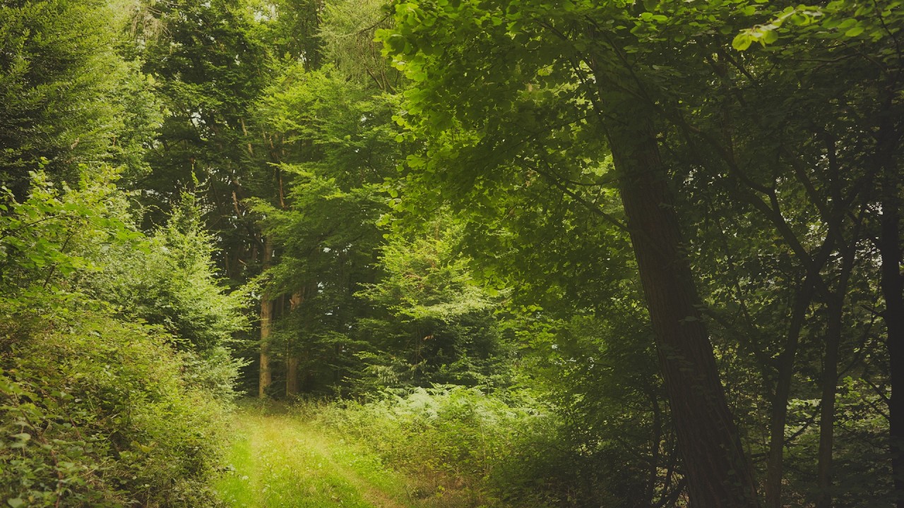🌳 4K - Relaxing Nature Sounds For Stress Relief, Forest Sounds, Bird Song, No AI