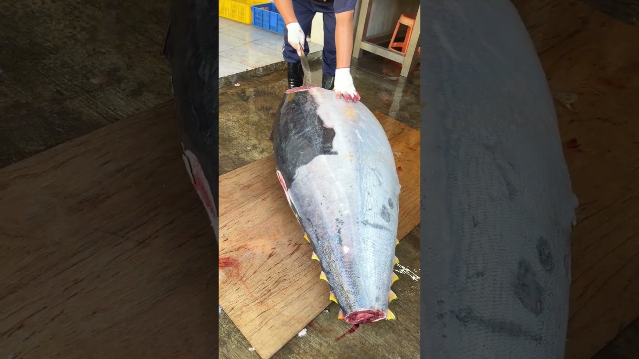 Therapeutic Bluefin Tuna Cutting &ndash; Giant Bluefin Sliced to Perfection!#bluefintuna #satisfying