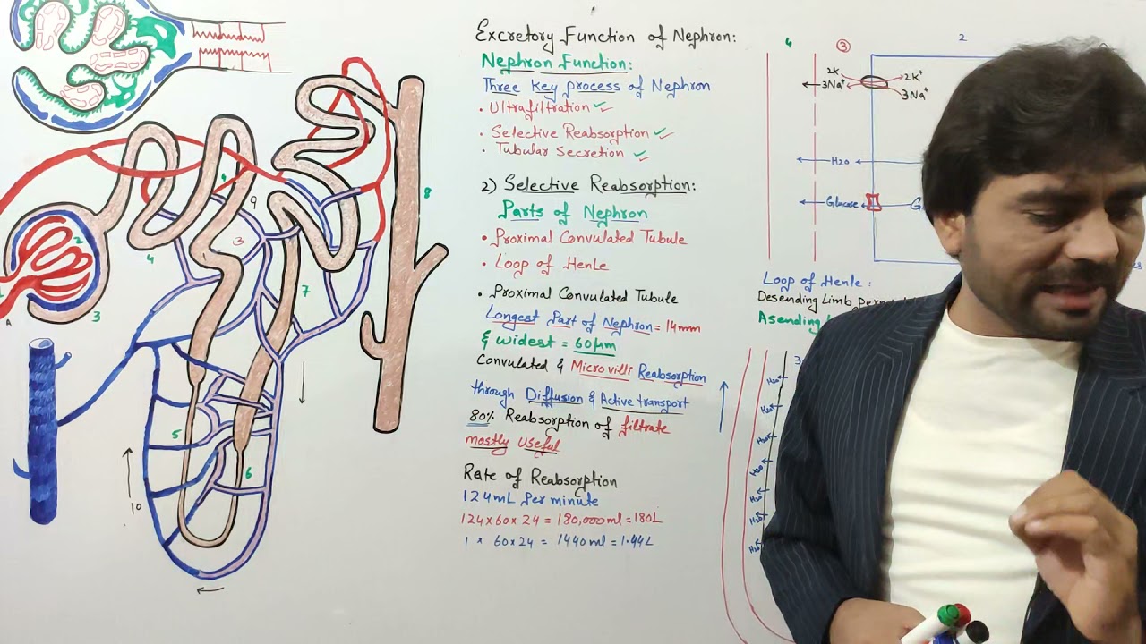 Selective Reabsorption | Urine Formation Part 2 | Counter Current Multiplier | function of Nephron