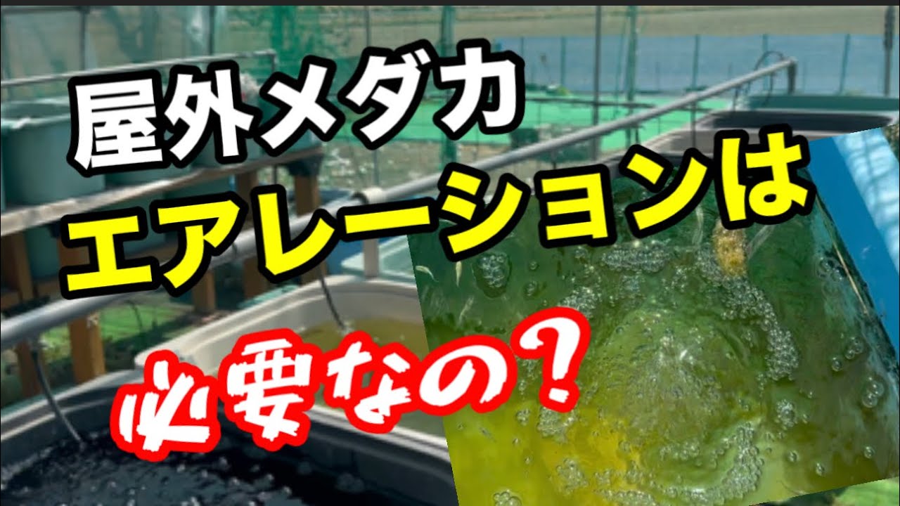 エアレーションでメダカ飼育はどう変わるのか？【めだか】