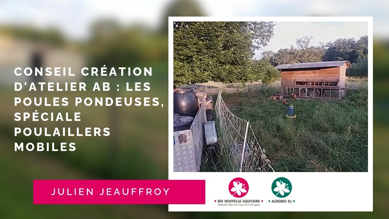Création d'un atelier poules pondeuses en AB