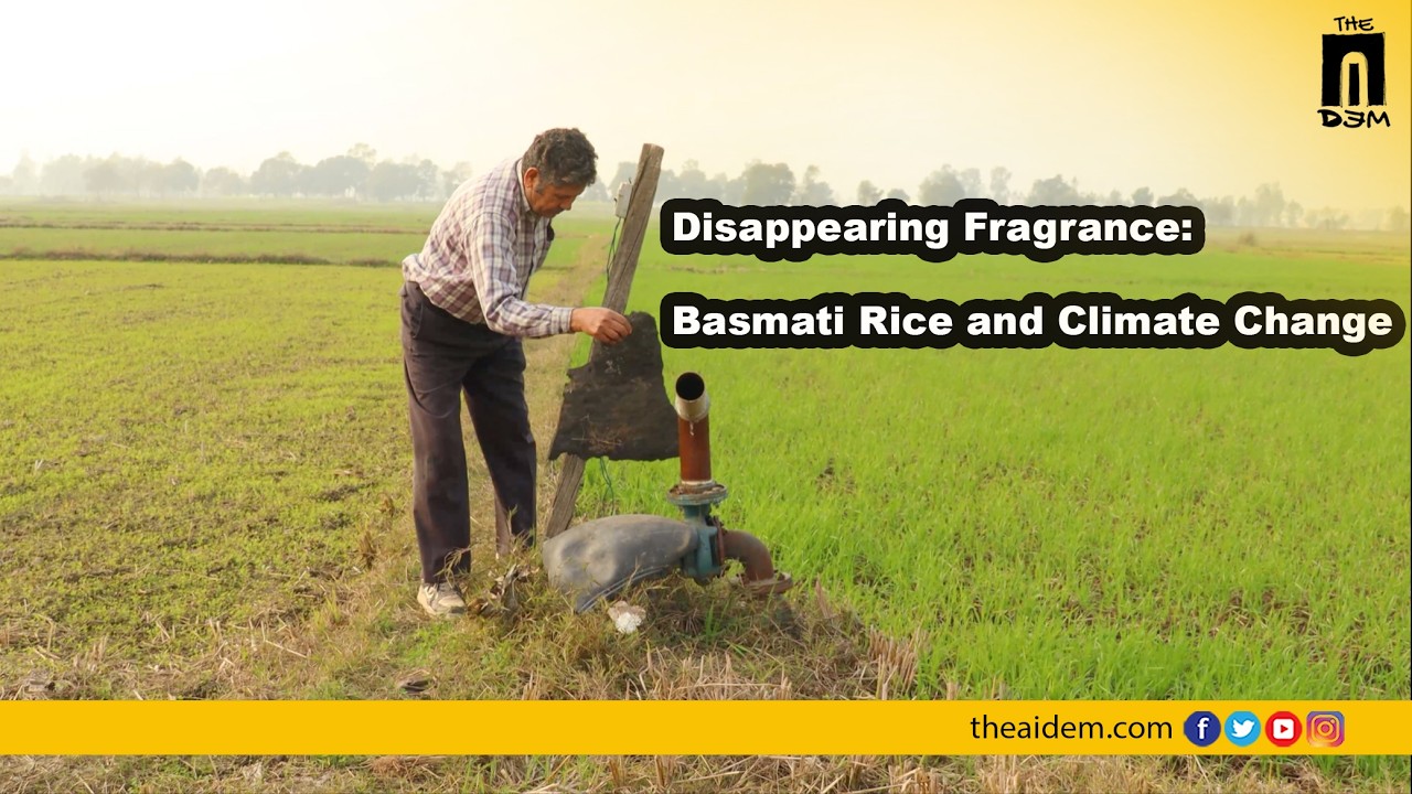Disappearing Fragrance: Basmati Rice and Climate Change | The AIDEM