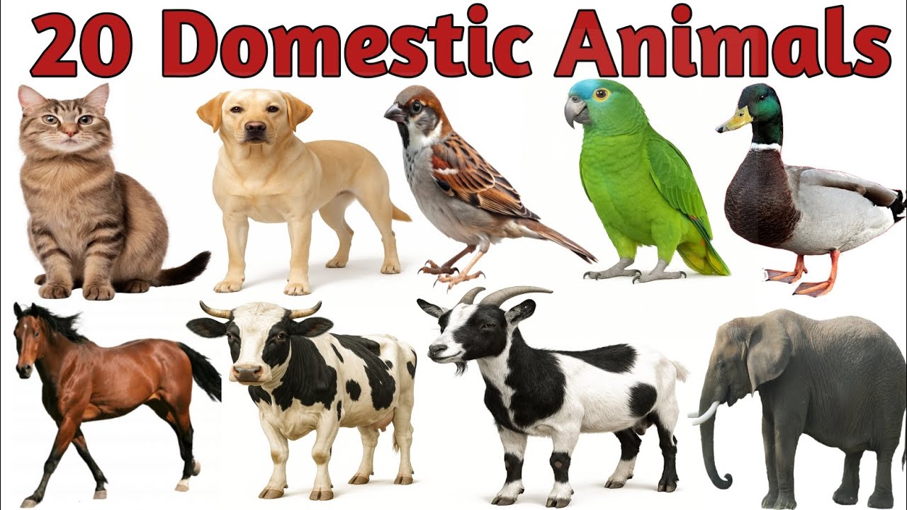 20 Domestic Animals Names for Kids | Farm Animals Learning Video | Domestic Animals with Pictures