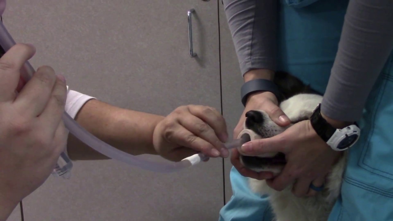 Orogastric Intubation