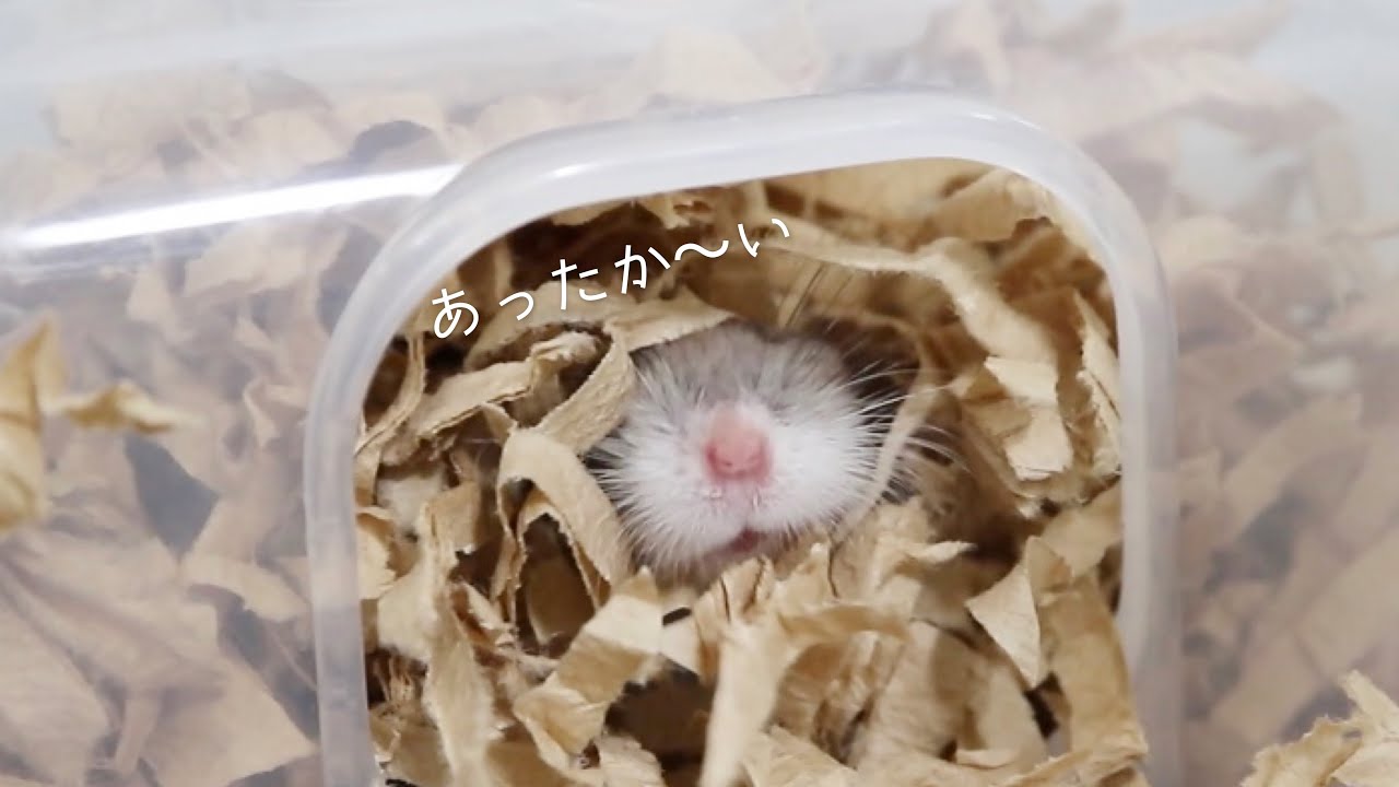 職人技！？ハムスターが作ったふわふわのお家があったかそう【冬支度】