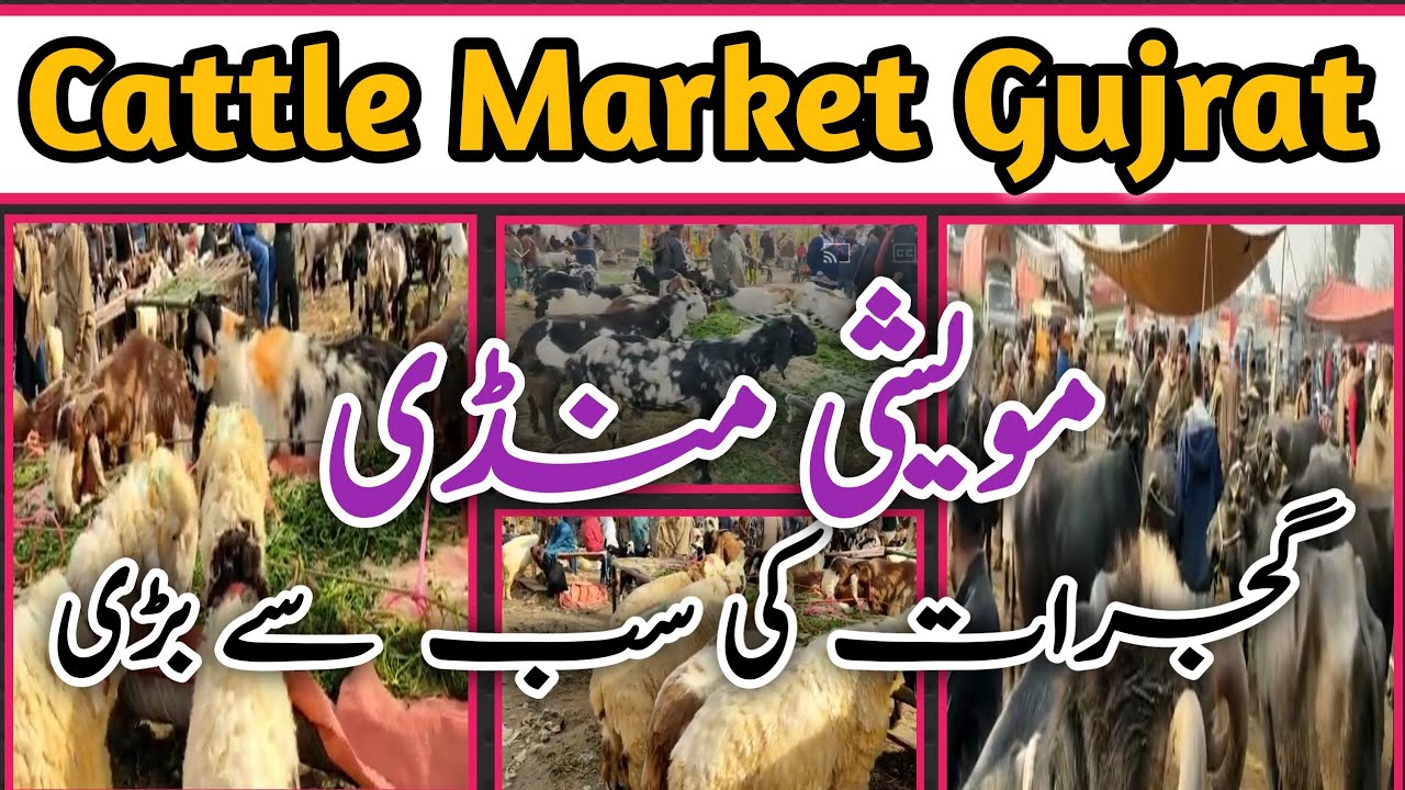 Largest Cattle Market of Gujrat I Animal Bazar of Gujrat I Biggest Muweshi Mandi in Gujrat