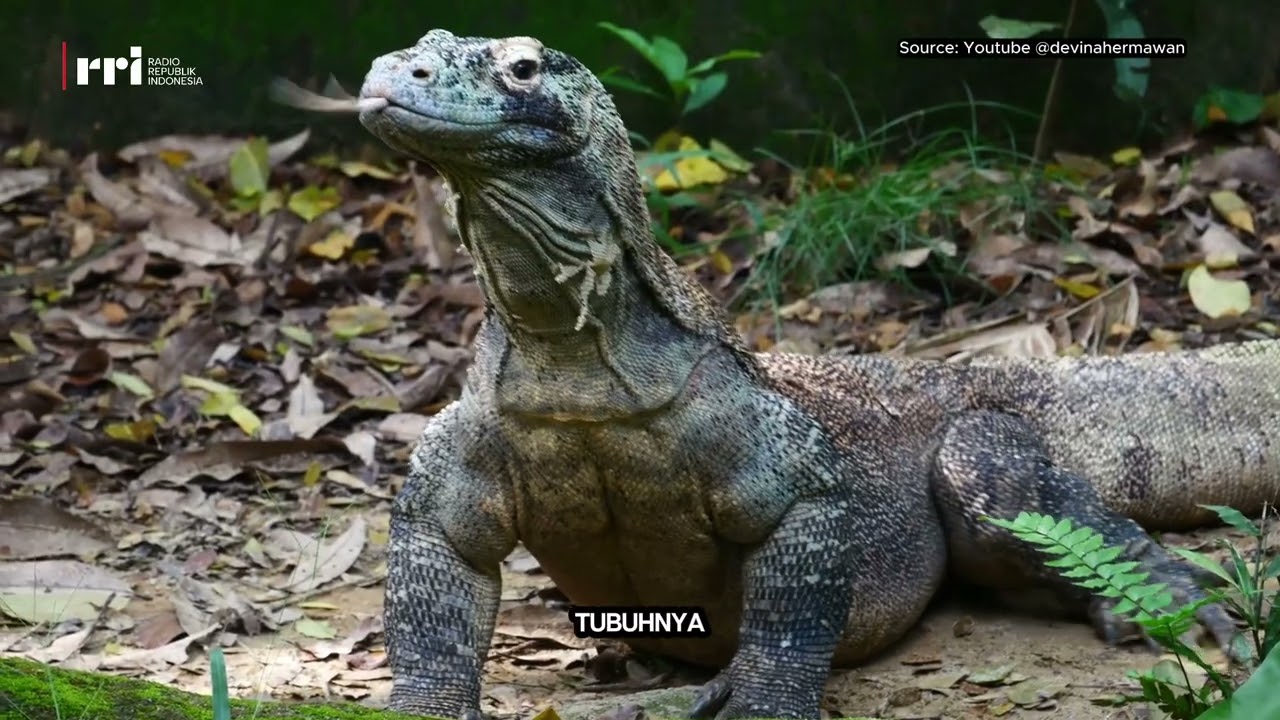 Kenapa Komodo Hanya Ada di Indonesia?