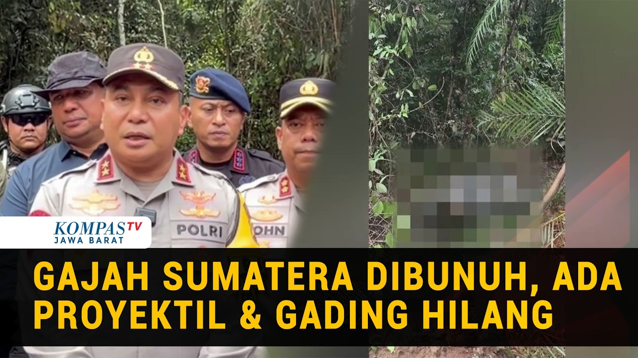 Viral Gajah Ditemukan Mati Tanpa Kepala, Kapolda Riau Marah Besar