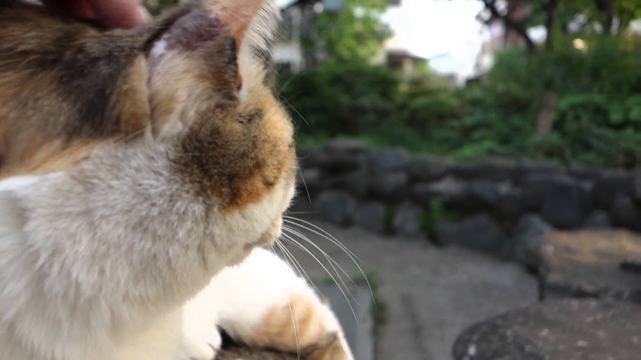 野良三毛猫さんにヘッドマッサージしてみた