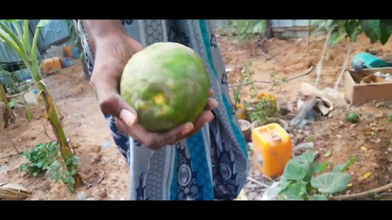 UGU DAMBEYN WXA SOO GOAY LIINTI 😱🍋