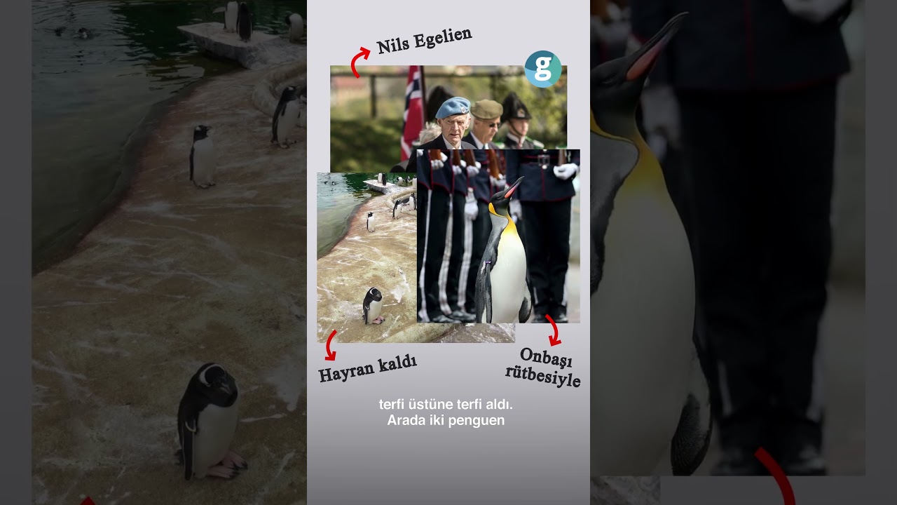 Penguen komutan olabilir mi?
