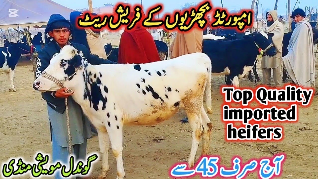 Today Gondal Mandi latest update25Nov2025!heifer cow for sale near me!imported heifers!jersey heifer